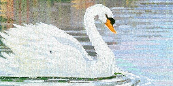 A Swan in a lake-thumb